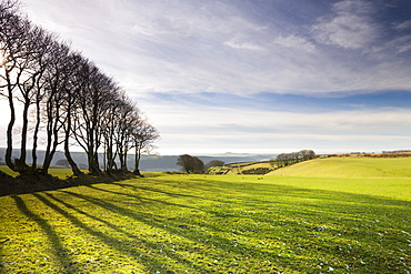 Beech tree hedge in Exmoor National Park, Devon, England, United Kingdom, Europe