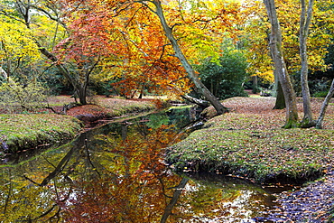 Autumn foliage beside a New Forest stream, New Forest, Hampshire, England, United Kingdom, Europe