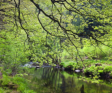 River Teign flowing through Spring woodland near Fingle Bridge, Dartmoor National Park, Devon, England, United Kingdom, Europe