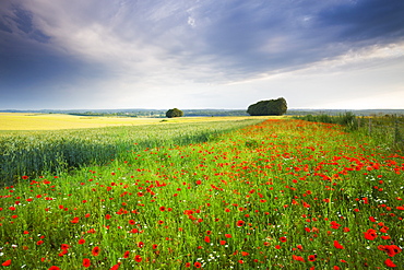 Wild poppies growing in a field near West Dean, Wiltshire, England, United Kingdom, Europe