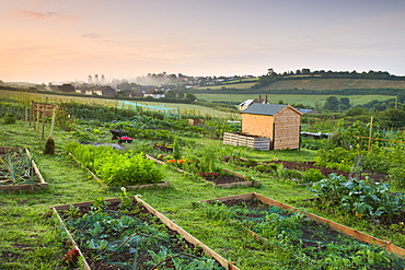 Raised beds on a rural allotment plot on the outskirts of the Mid Devon village of Morchard Bishop, Devon, England, United Kingdom, Europe