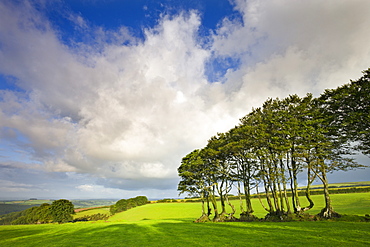 Ancient beech tree hedge in a field in Exmoor National Park, Somerset, England, United Kingdom, Europe