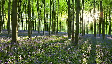 Early morning sunlight in West Woods bluebell woodland, Lockeridge, Marlborough, Wiltshire, England, United Kingdom, Europe