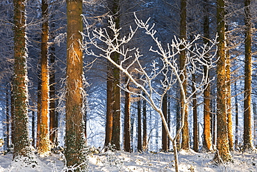 Morning sunlight illuminates a snow covered pine woodland, Morchard Bishop, Devon, England, United Kingdom, Europe