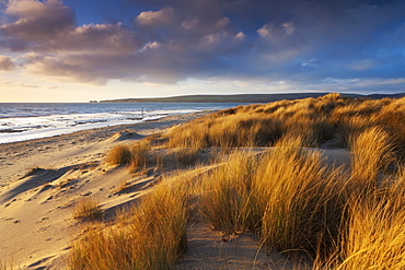 Windswept sand dunes on the beach at Studland Bay, with views towards Old Harry Rocks, Jurassic Coast, UNESCO World Heritage Site, Dorset, England, United Kingdom, Europe