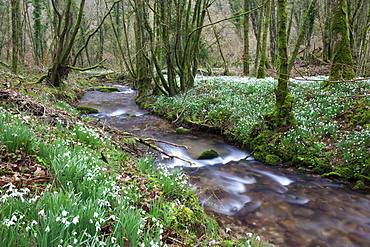 Snowdrops (Galanthus) flowering in North Hawkwell Wood, also known as Snowdrop Valley, Exmoor National Park, Somerset, England, United Kingdom, Europe