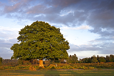 Mature oak tree on the New Forest heathland, Hampshire, England, United Kingdom, Europe