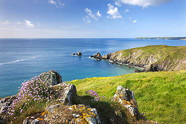 Sea thrift flowering on the clifftops above Carrick Luz, with views to the Lizard, Cornwall, England, United Kingdom, Europe