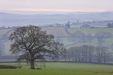 Mist covered rolling countryside near Coleford, Devon, England, United Kingdom, Europe