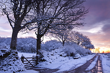 Snow covered trees beside a country lane, Exmoor, Somerset, England, United Kingdom, Europe