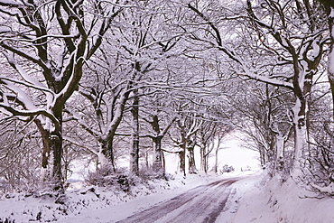 Tree lined country lane laden with snow, Exmoor, Somerset, England, United Kingdom, Europe