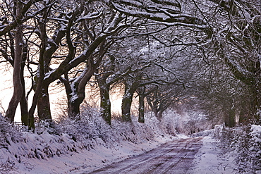 Snow covered country lane through trees, Exmoor, Somerset, England, United Kingdom, Europe