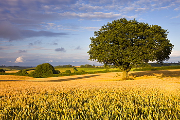 Golden corn field with tree near Chulmleigh, Mid Devon, England, United Kingdom, Europe