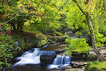 Taf Fechan River flowing through autumn foliage, Brecon Beacons National Park, Powys, Wales, United Kingdom, Europe