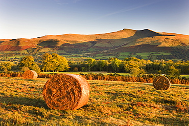 Bracken bales on Mynydd Illtud Common, looking towards Corn Du and Pen y Fan in the Brecon Beacons, Wales, United Kingdom, Europe