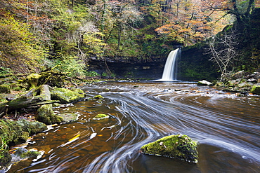 Sgwd Gwladus waterfall surrounded by autumnal foliage, near Ystradfellte, Brecon Beacons National Park, Powys, Wales, United Kingdom, Europe