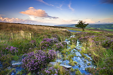 Flowering heather on Dunkery Hill in summertime, Exmoor National Park, Somerset, England, United Kingdom, Europe