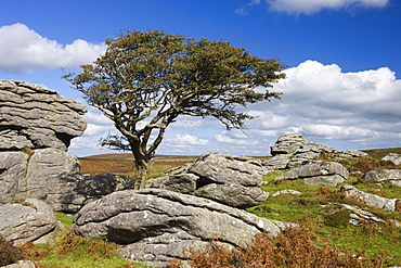 Hawthorn tree and granite outcrop, Saddle Tor, Dartmoor, Devon, England, United Kingdom, Europe