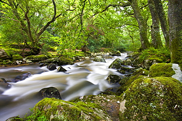 Rocky River Plym near Shaugh Prior in Dartmoor National Park, Devon, England, United Kingdom, Europe