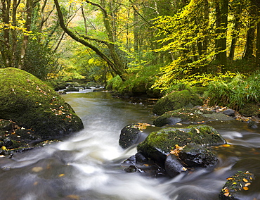 Beautiful autumnal colours line the banks of the River Teign at Fingle Bridge, Dartmoor National Park, Devon, England, United Kingdom, Europe