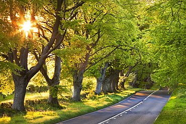 Beech tree lined road in evening sunshine, Wimborne, Dorset, England, United Kingdom, Europe