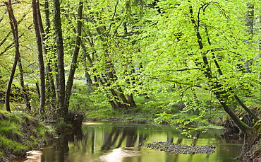 Blackwater River in the New Forest, Hampshire, England, United Kingdom, Europe