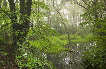 Woodland pond on a misty morning, Morchard Wood, Devon, England, United Kingdom, Europe