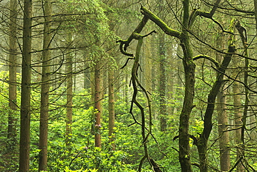 Rhododendrons thriving in woodland, Devon, England, United Kingdom, Europe