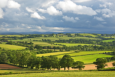 Rolling farmland in summer time, Morchard Bishop, Devon, England, United Kingdom, Europe