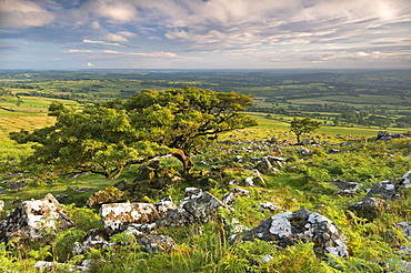 Hawthorn trees on Dartmoor moorland in summer time, Devon, England, United Kingdom, Europe