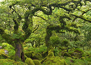 Stunted oaks in Wistman's Wood SSSI in Dartmoor, Devon, England, United Kingdom, Europe