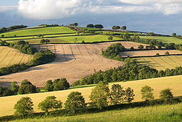 Rolling countryside in summer time, near Crediton, Devon, England, United Kingdom, Europe