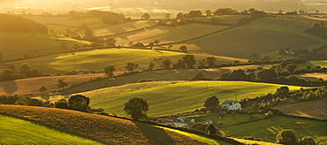 Rolling countryside in summer time, near Crediton, Devon, England, United Kingdom, Europe