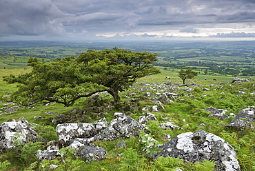 Hawthorn trees on Cox Tor in summer, Dartmoor, Devon, England, United Kingdom, Europe