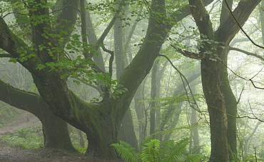 Misty conditions on the South West Coast Path in Keivill's Wood, Buck's Mills, Devon, England, United Kingdom, Europe