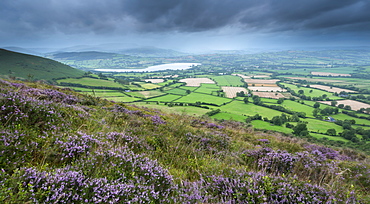 Flowering heather on Mynydd Troed mountain, with views towards Llangorse Lake and Pen y Fan, Brecon Beacons, Powys, Wales, United Kingdom, Europe