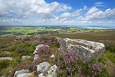 Flowering heather on the Stiperstones ridge, Shropshire, England, United Kingdom, Europe