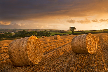 Hay bales in a ploughed field at sunset, Eastington, Devon, England, United Kingdom, Europe