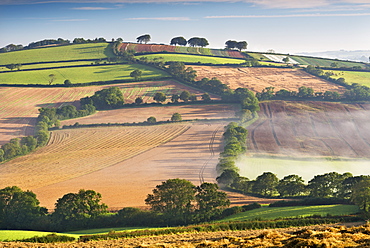 Rolling countryside on a misty morning, mid Devon, England, United Kingdom, Europe