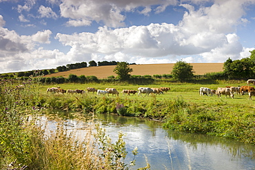 Cattle grazing beside the River Windrush near Swinbrook in the Cotswolds, Oxfordshire, England, United Kingdom, Europe 