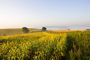 Agricultural crop growing in field in rural mid Devon, England, United Kingdom, Europe