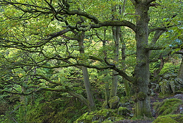 Deciduous forest in early autumn near Aira Force, Lake District, Cumbria, England, United Kingdom, Europe 