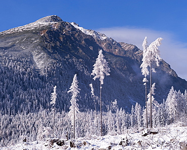 Snow covered trees and mountains in winter in the High Tatras, Slovakia, Europe 