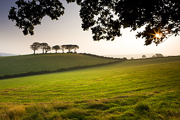 Early morning autumn sunshine burns through mist in fields near Luccombe, Exmoor National Park, Somerset, England, United Kingdom, Europe