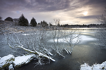 Partially submerged trees in a frozen and snow covered Fernworthy Reservoir, Dartmoor National Park, Devon, England, United Kingdom, Europe 