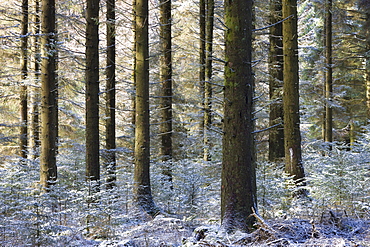 Dusting of snow in a pine woodland, Fernworthy, Dartmoor National Park, Devon, England, United Kingdom, Europe 