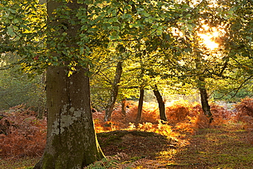 Early morning sunlight illuminates an autumnal deciduous woodland in the New Forest National Park, Hampshire, England, United Kingdom, Europe 