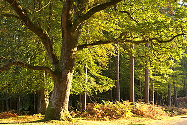 Morning sunlight illuminates autumnal foliage in the New Forest National Park, Hampshire, England, United Kingdom, Europe 