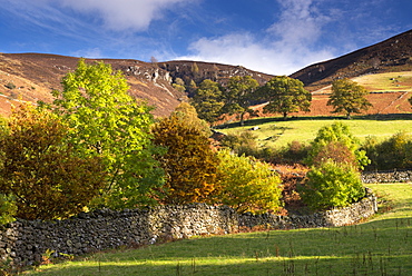 Dry stone wall bordered by autumnal trees, Lake District, Cumbria, England, United Kingdom, Europe 