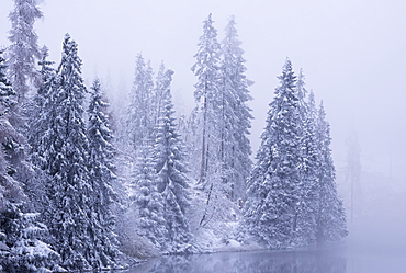 Snow covered pine trees in winter, High Tatras, Slovakia, Europe 